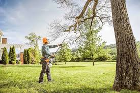 Best Tree Disease Treatment  in University Park, MD