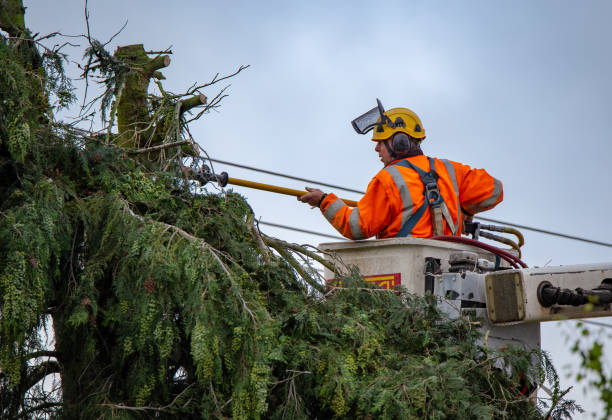 How Our Tree Care Process Works  in  University Park, MD