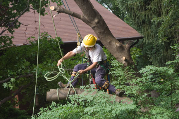 Best Tree and Shrub Care  in University Park, MD