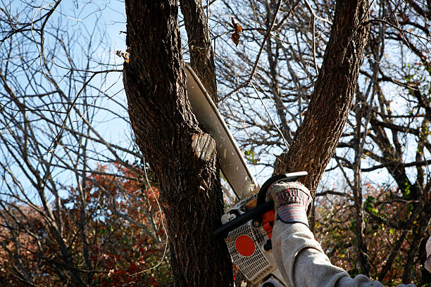 Pest Control for Lawns in University Park, MD