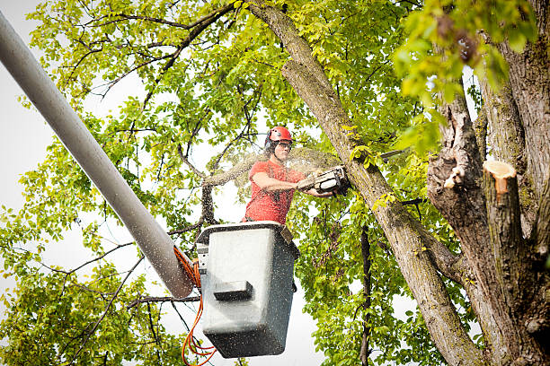 Best Storm Damage Tree Cleanup  in University Park, MD